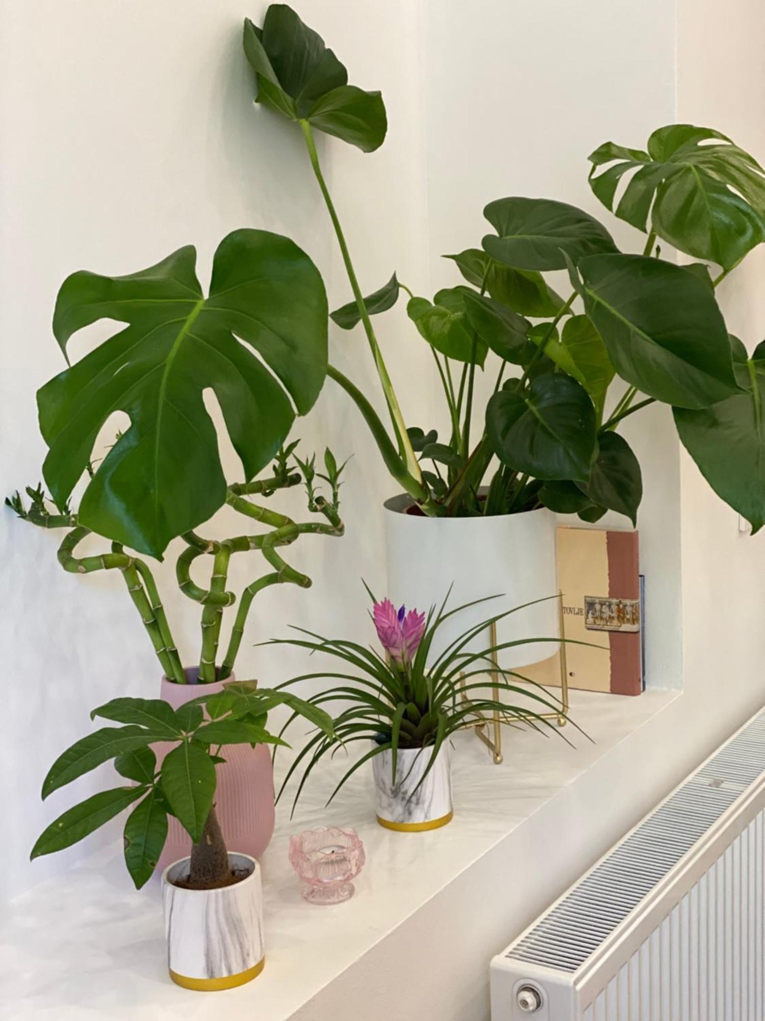 Jungle Loft - Central/Free Parking Ljubljana Ngoại thất bức ảnh